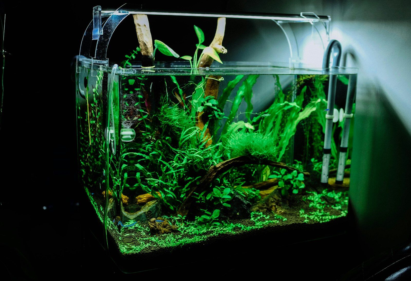 水草の茂る美しいアクアリウム