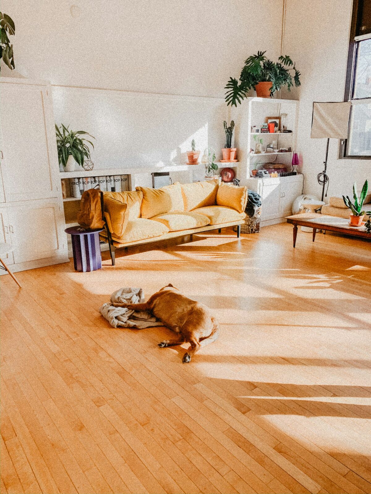 陽だまりの床でくつろぐ犬