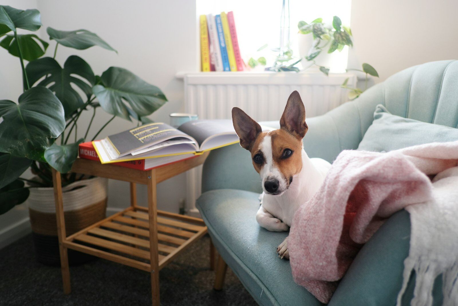 ソファでくつろぐ犬。家族の真ん中に