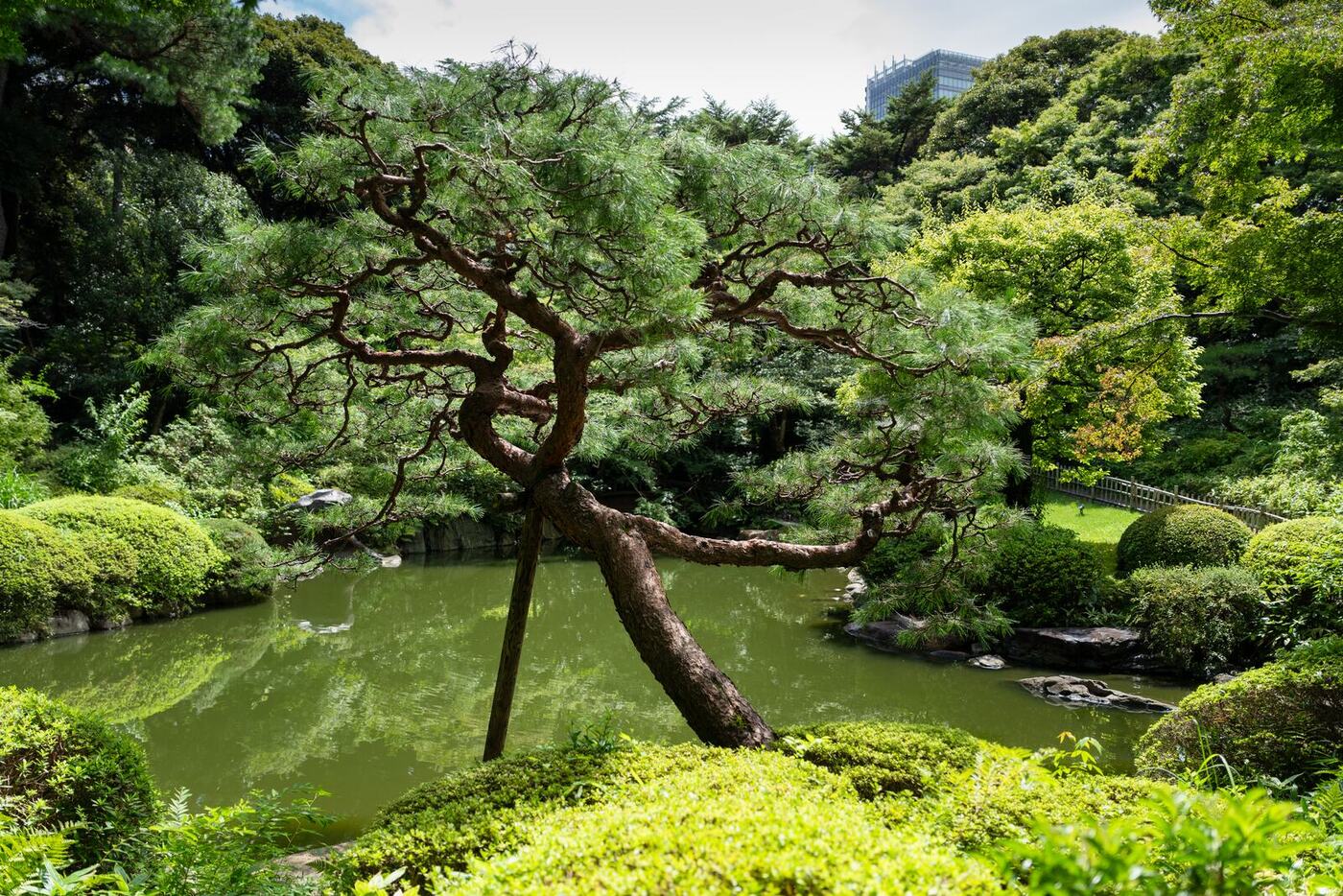 日本庭園の松。手前に苔