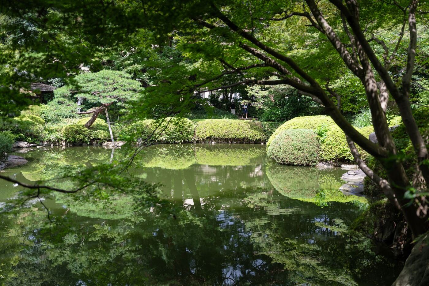 池のほとりの飛石