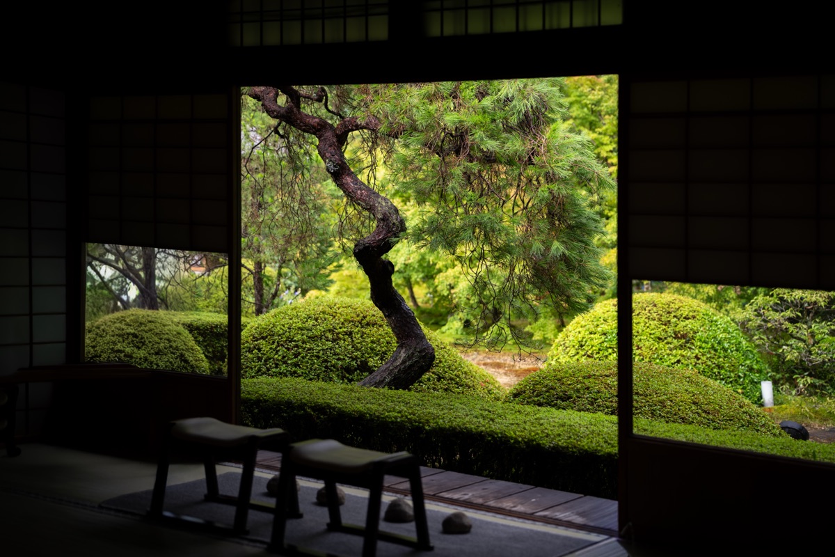 くねる松と刈込の緑の庭(雲龍院)