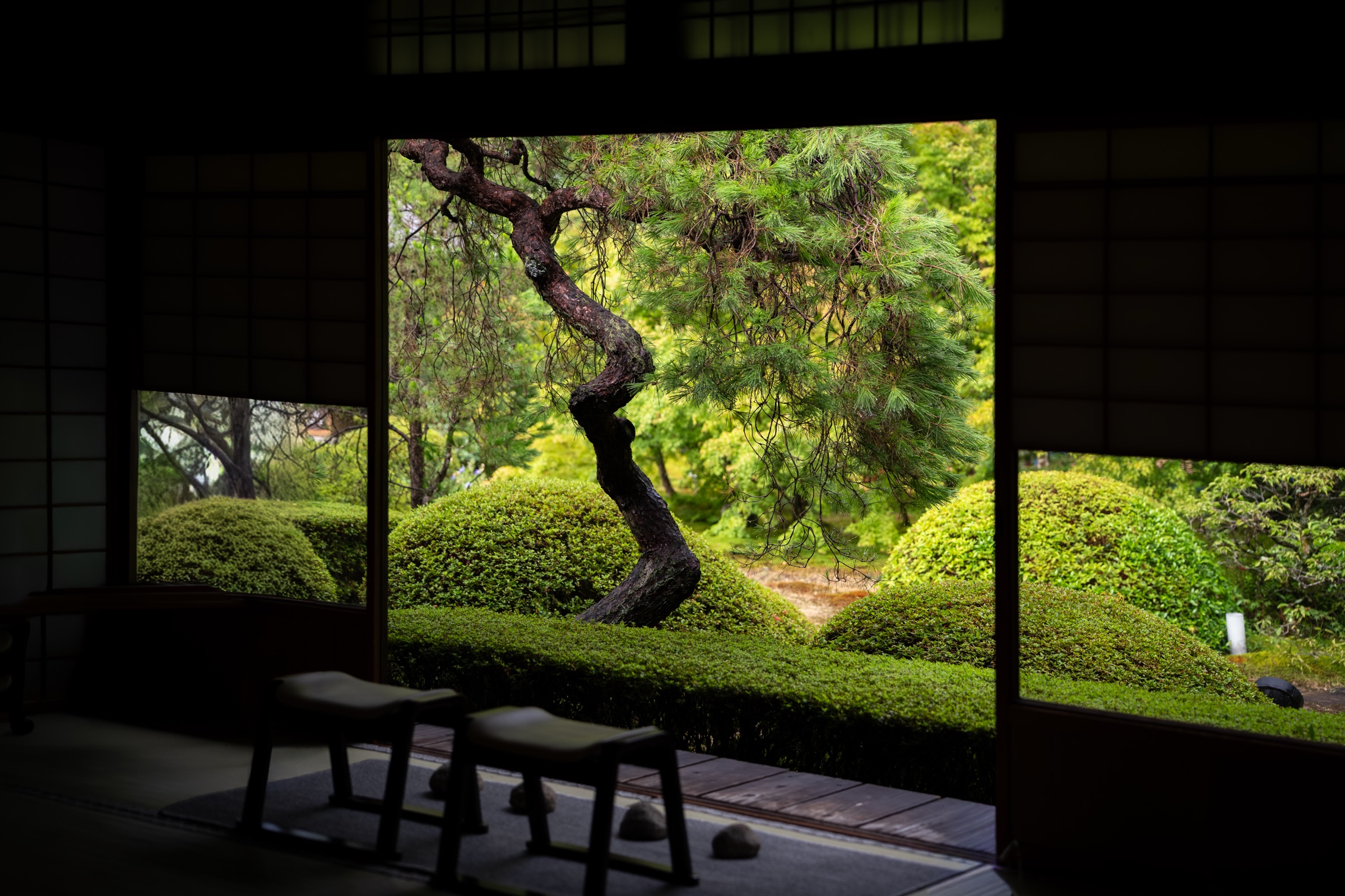 曲折的松树与修剪的庭院(云龙院)
