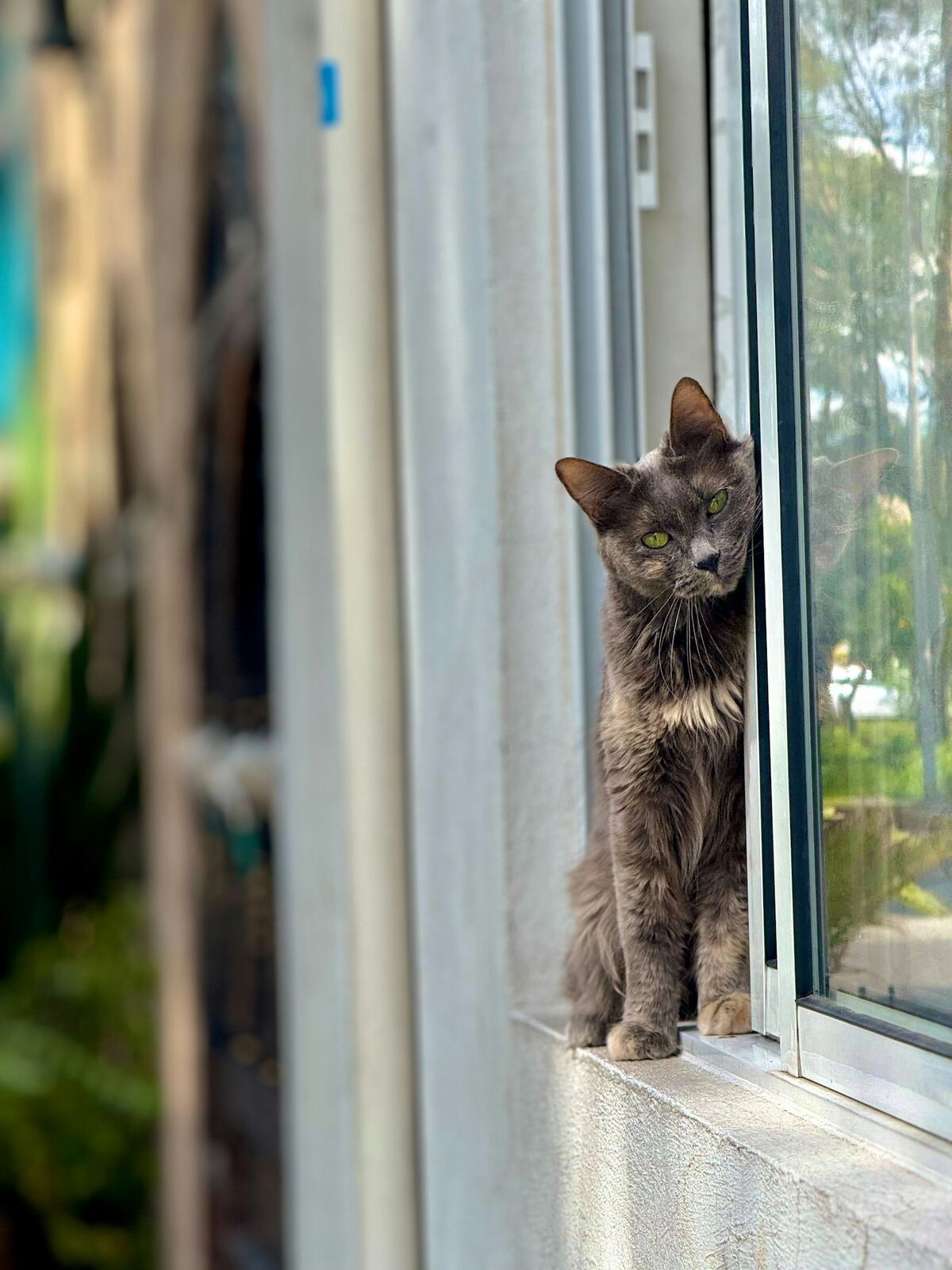 窓辺で外を眺める猫